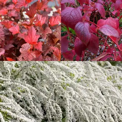 Комплект ЖИВАЯ ИЗГОРОДЬ в Лиде