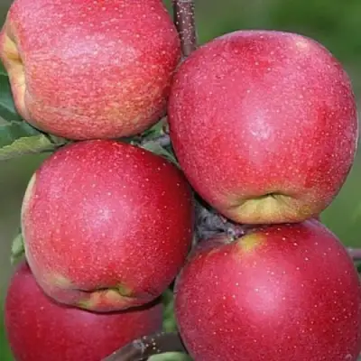 Яблоня ЧЕМПИОН в Лиде