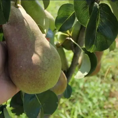 Груша БРЯНСКАЯ КРАСАВИЦА в Лиде