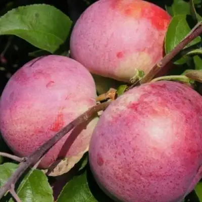 Яблоня БЕЛОРУССКОЕ МАЛИНОВОЕ в Лиде