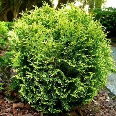 Туя ВОТЕРФИЛД западная в Лиде