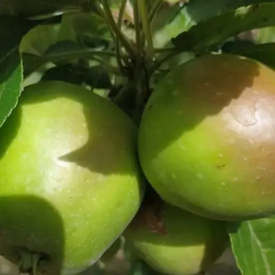 Яблоня ПАМЯТЬ СИКОРЫ в Лиде