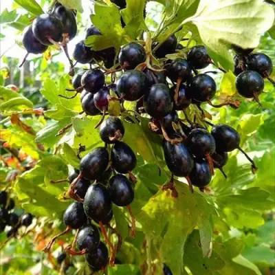 Смородина золотистая ОВАЛЬНАЯ в Лиде