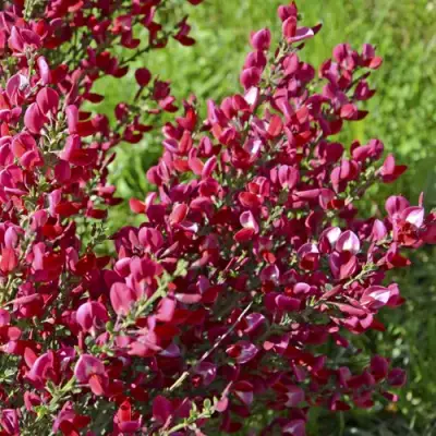 Ракитник БОСКОП РУБИ  в Лиде