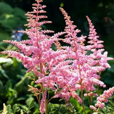 Астильба ЭДЕНС ОДИССЕЙ Арендса в Лиде