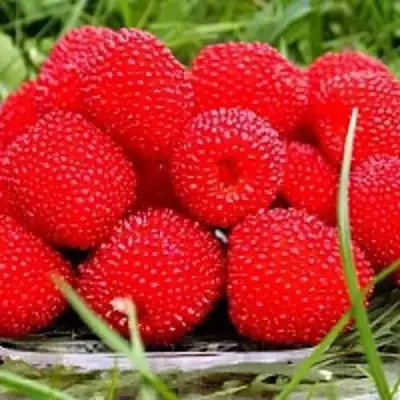 Малина ТИБЕТСКАЯ (РОЗОЛИСТНАЯ) в Лиде