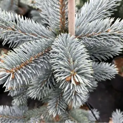 Ель РОЯЛ БЛЮ колючая  в Лиде