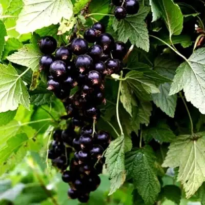 Смородина чёрная БЕЛОРУССКАЯ СЛАДКАЯ в Лиде