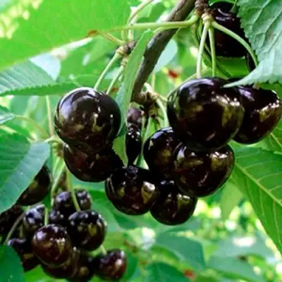 Черешня МУСКАТНАЯ в Лиде