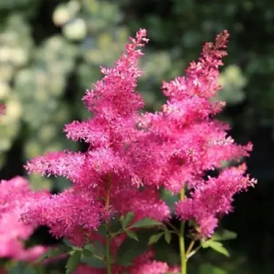 Астильба САННИ ДЕЙ гибридная в Лиде