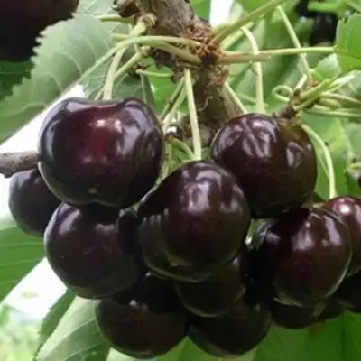 Вишня РОССОШАНСКАЯ ЧЕРНАЯ в Лиде