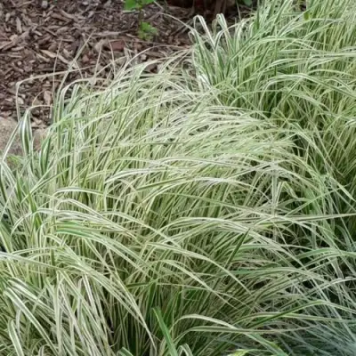 Вейник ОВЕРДАМ остроцветковый в Лиде