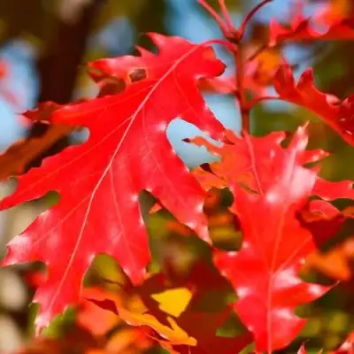 Дуб красный в Лиде