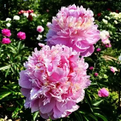 Пион ЛАВОН травянистый в Лиде