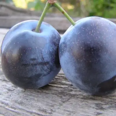 Слива БЛЮФРИ в Лиде