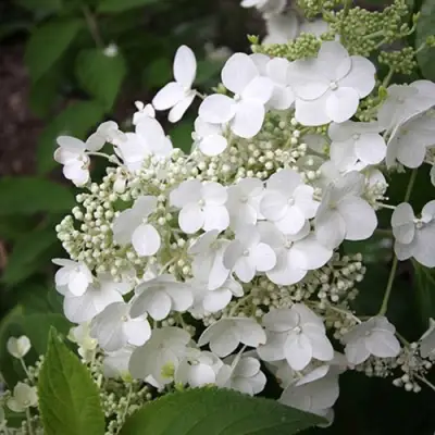 саженцы гортензии прим вайт