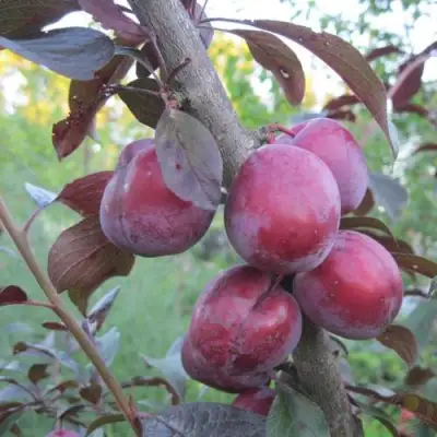 Слива ЛАМА в Лиде