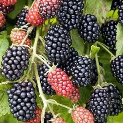 Ежевика НАВАХО бесшипная  в Лиде