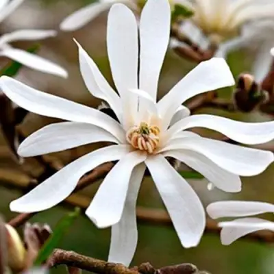 Магнолия СТЕЛЛАТА в Лиде