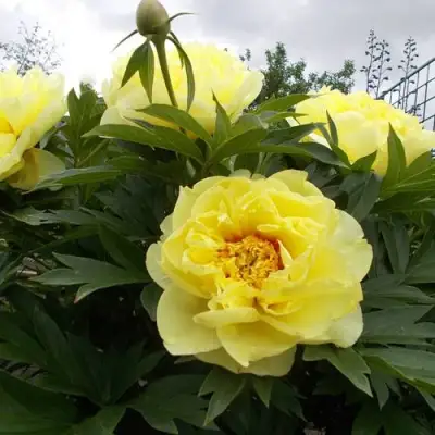 Пион БАРЦЕЛЛА (БАРТЗЕЛЛА) ито-гибрид в Лиде