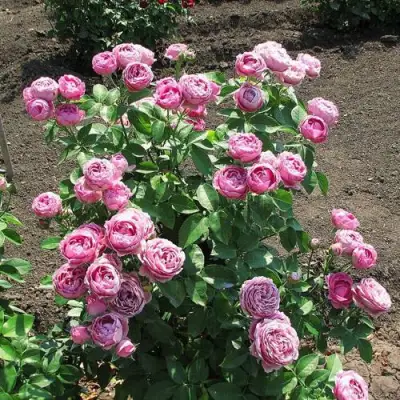 Роза МИСТИ БАБЛС спрей в Лиде