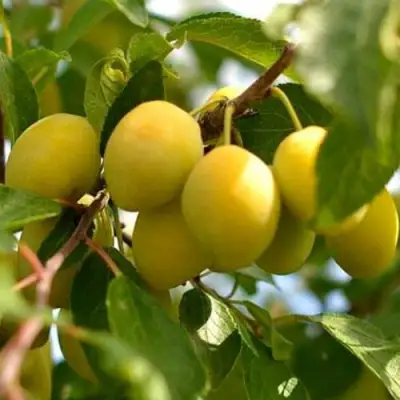 Слива ОЧАКОВСКАЯ ЖЕЛТАЯ в Лиде