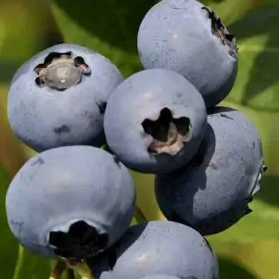 Голубика ХАРРИСОН в Лиде