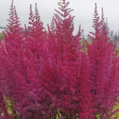 Астильба МАЙТИ ЧОКОЛАТ ЧЕРРИ китайская в Лиде