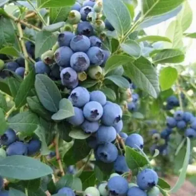 Голубика ЭЛЛИОТ в Лиде