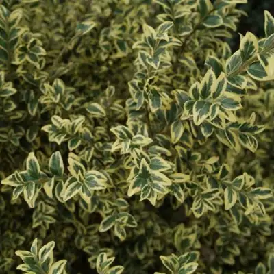 Самшит АУРЕАВАРИЕГАТА в Лиде