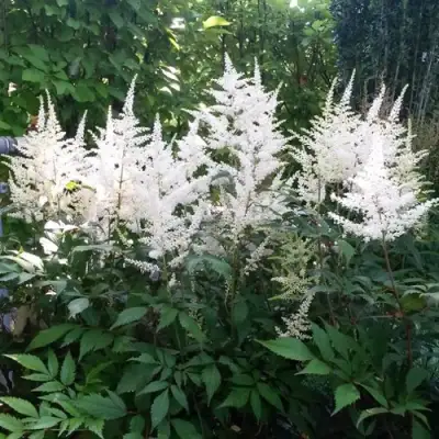 Астильба БРАУТШЛЕЙЕР Арендса в Лиде