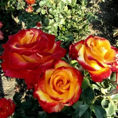 Роза ХАЙ МЭДЖИК чайно-гибридная в Лиде