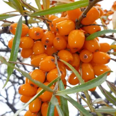 Облепиха КОСТЕР в Лиде