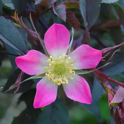 Роза сизая в Лиде