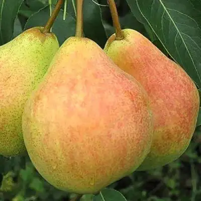 Груша ЛЮБИМИЦА ЯКОВЛЕВА в Лиде