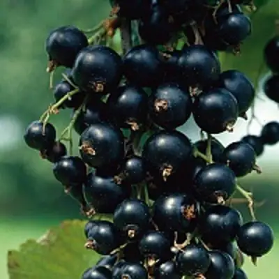 Смородина чёрная ВЕЛОЙ (ЛЕНИНГРАДСКАЯ СЛАДКАЯ) в Лиде