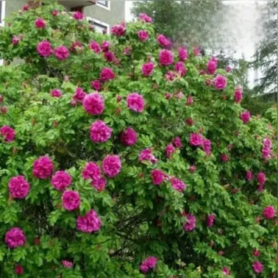 Шиповник ХАНСА в Лиде