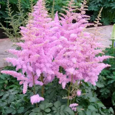 Астильба ГИАЦИНТ Арендса в Лиде