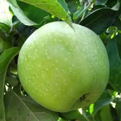 Яблоня РЕНЕТ СИМИРЕНКО в Лиде