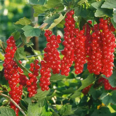 Смородина красная РУДНЕУС в Лиде