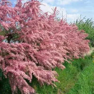 Тамарикс ПИНК КАСКАД в Лиде