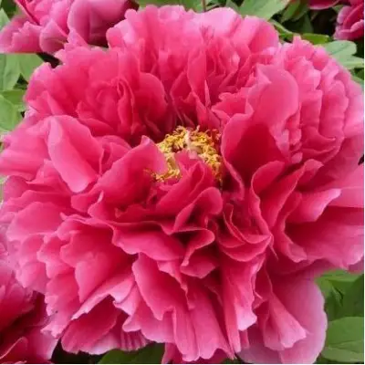 Пион КОРОЛЕВСКИЙ ЦВЕТОК древовидный в Лиде