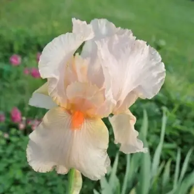 Ирис ПАТИ ДРЕСС бородатый в Лиде