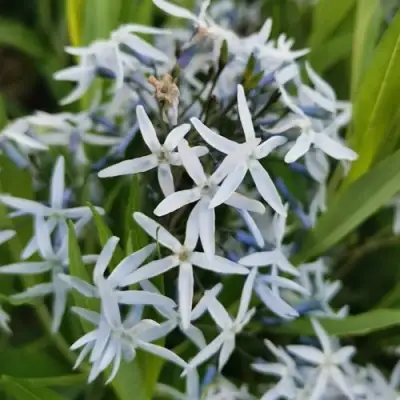 Амсония иволистная в Лиде