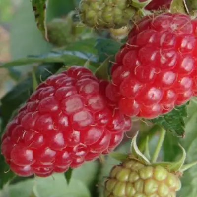 Малина РАДЗИЕВА в Лиде