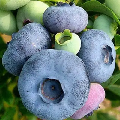 Голубика ПАТРИОТ в Лиде