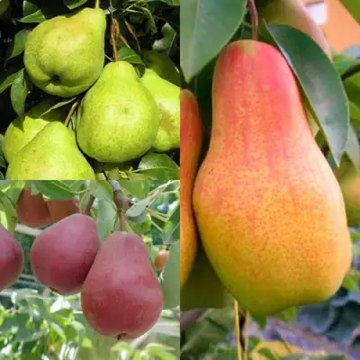 Комплект ГРУШЕВОЕ АССОРТИ в Лиде