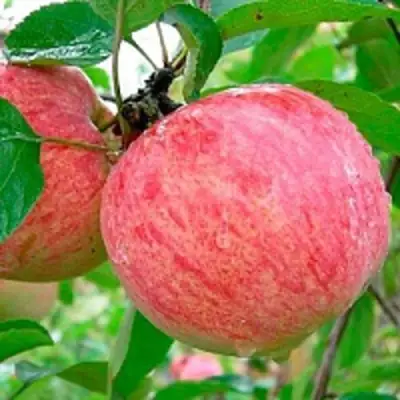 Яблоня КОРИЧНОЕ ПОЛОСАТОЕ в Лиде