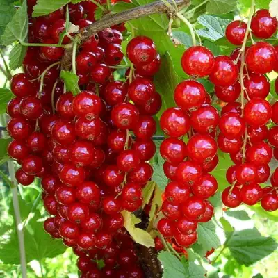 Смородина красная ЙОНКЕР ВАН ТЕТЦ в Лиде