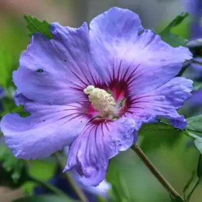 Гибискус МАРИНА сирийский в Лиде